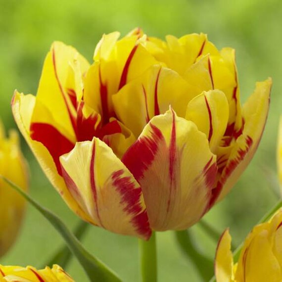Tulip Double Early Monsella,12/+cm, Fall Planting Bulbs, NOW SHIPPING!