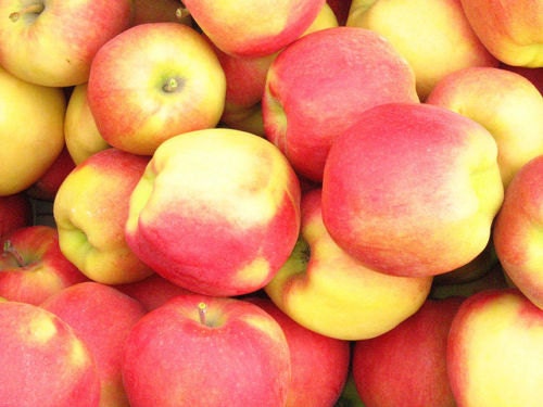 Apple Seeds AMBROSIA Bi-Colored Variety Juicy with Sweet