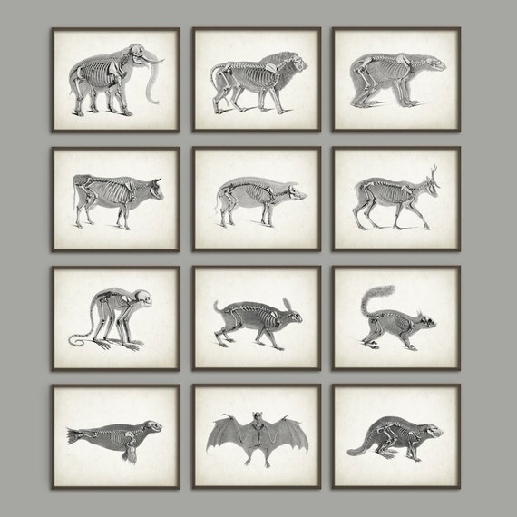 Animal Anatomy Posters Set of 12 Vintage Anatomy
