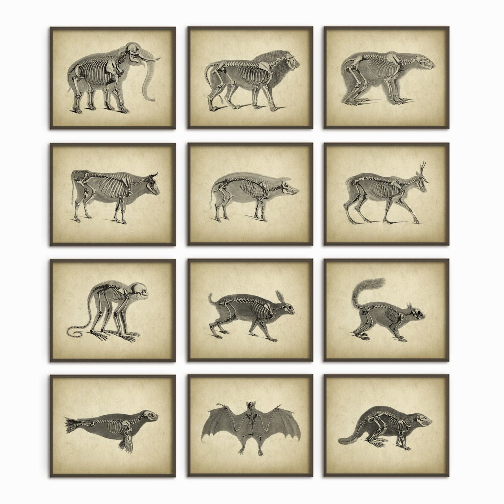 Animal Anatomy Posters Set of 12 Vintage Anatomy
