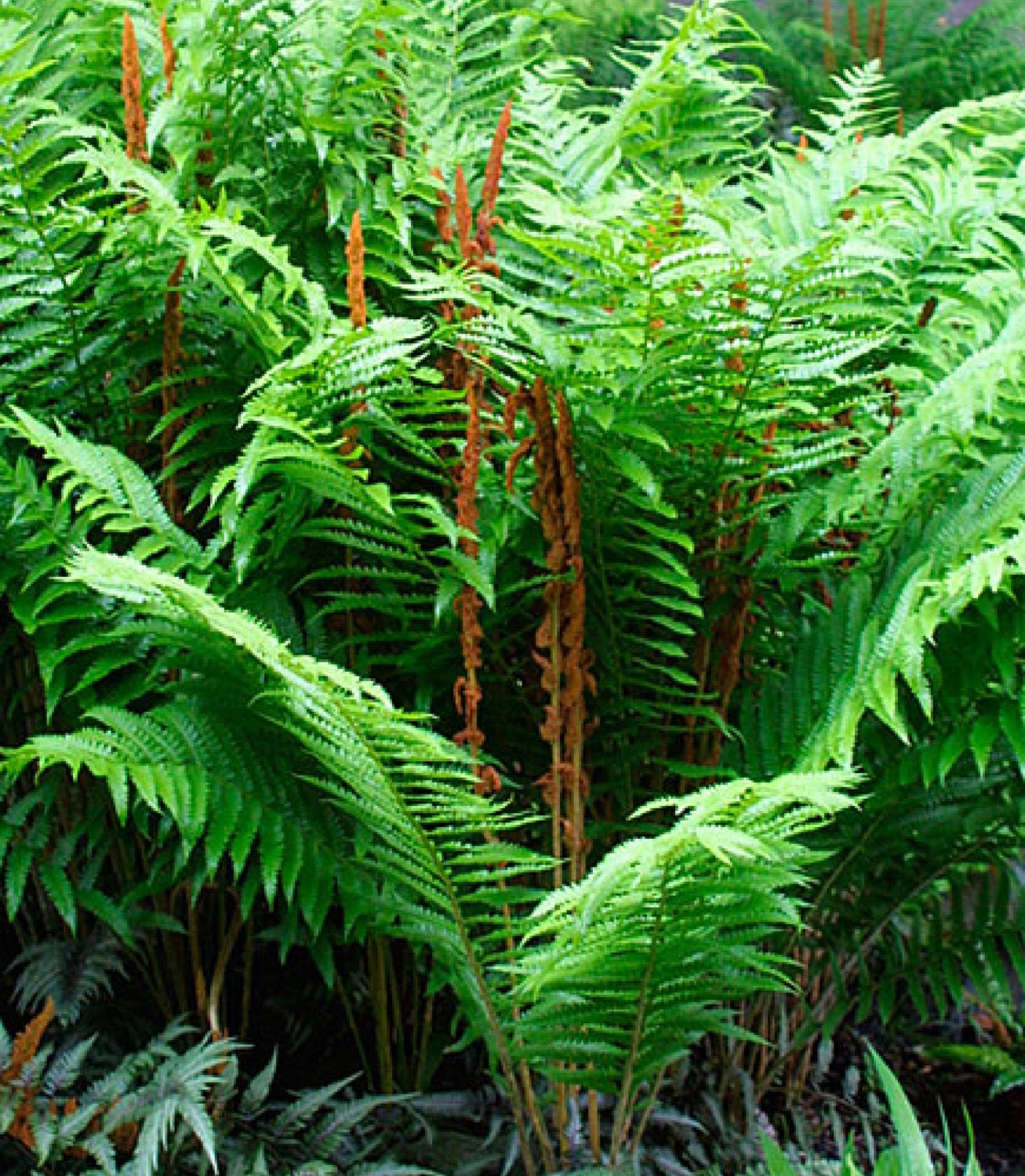 10 Cinnamon Fern bare roots