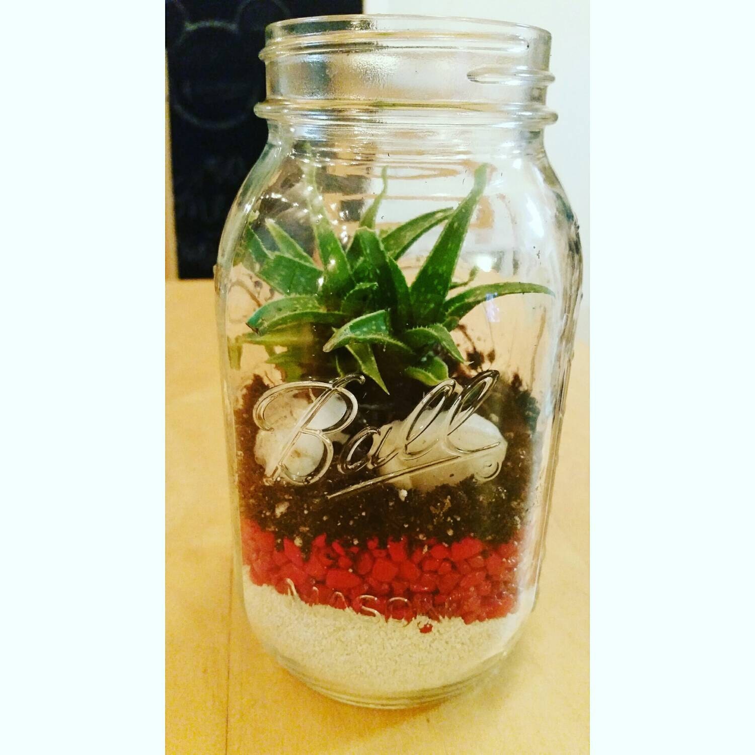 Mason Jar Succulents Kit Mason Jar Terrarium Succulent