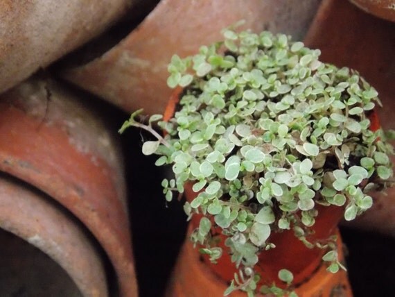 Where to buy mind your own business plant