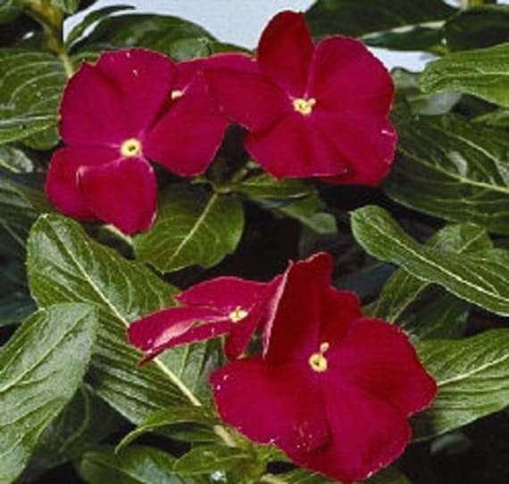 Vinca Dark Red Periwinkle Flower Seeds / Annual 40