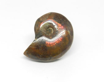 Opalized Whole Ammonite Fossil- AM003