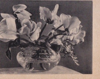 Photo Postcard "M 0591" -- 1950?