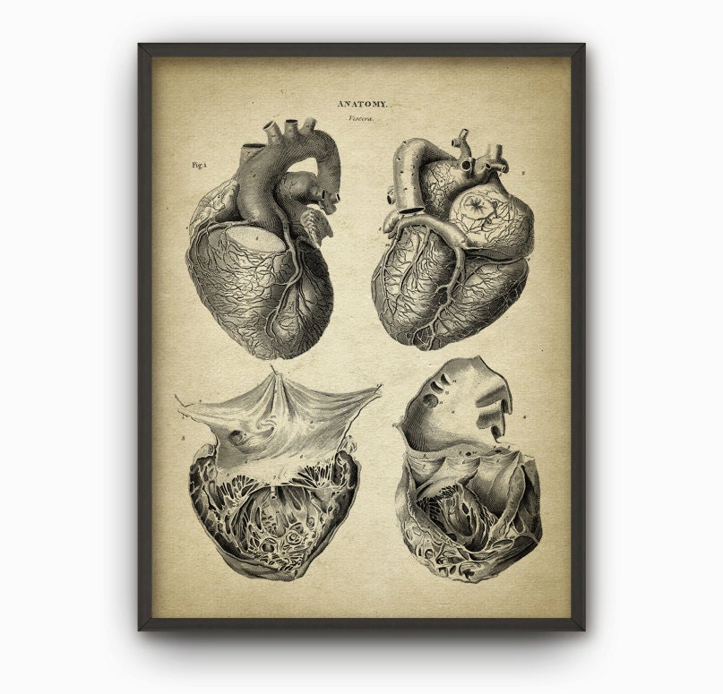 Heart Anatomy Art Poster 2 Vintage Heart Book Plate