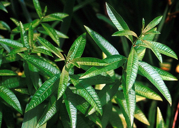 Lemon Verbena Plant Perennial Herb Aloysia 4 Pot