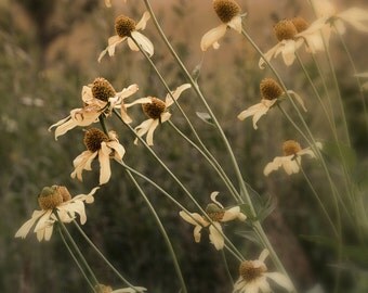 Wildflowers photo, Coneflowers Buttercup Yellow print, fall flower, mountain flower art, fine art flower photo, meadow flowers art, nature