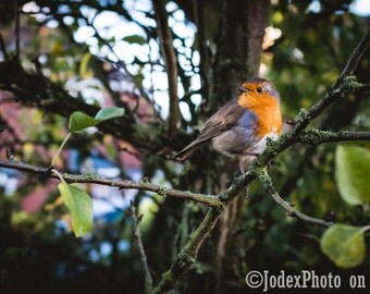 Robin Redbreast Traditional Christmas Card 'Robin' British Bird Bird Nature Winter Greetings Card