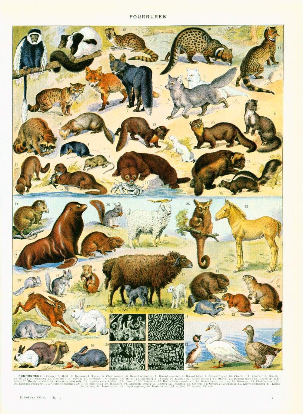 1933 Antique Animals Print. Vintage wildlife Print. Domestic