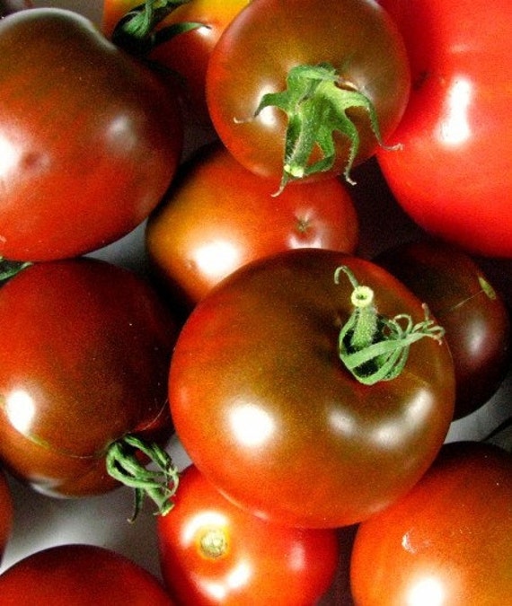 Famous Hungarian purple Tomato Black Krim