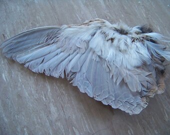 Domestic Quail Wings (slightly damaged feathers)