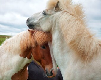Wild Horses Iceland