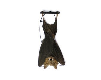 Real Taxidermy Bat | Hanging Intermediate Roundleaf Bat 3"