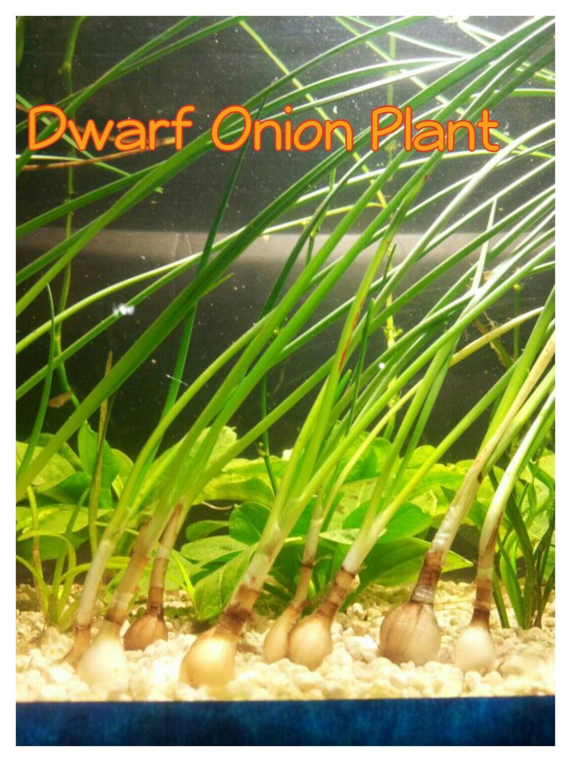 Live Aquarium Plants Dwarf Onion Plant Zephyranthes