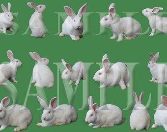 15 White Rabbit PNG overlay files