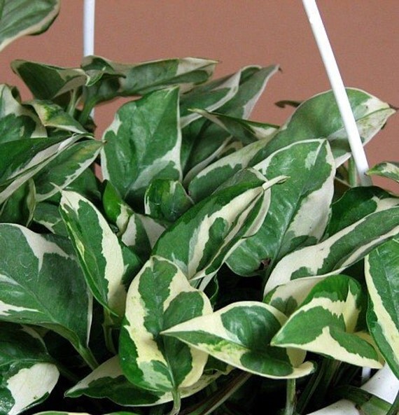 Double Dip Devil's Ivy Epipremnum aureum 6
