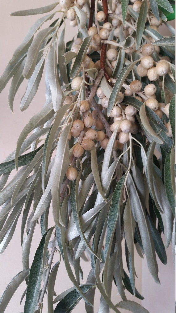 Russian Olive Branches Dried by BrumbleBerryBoutique on Etsy