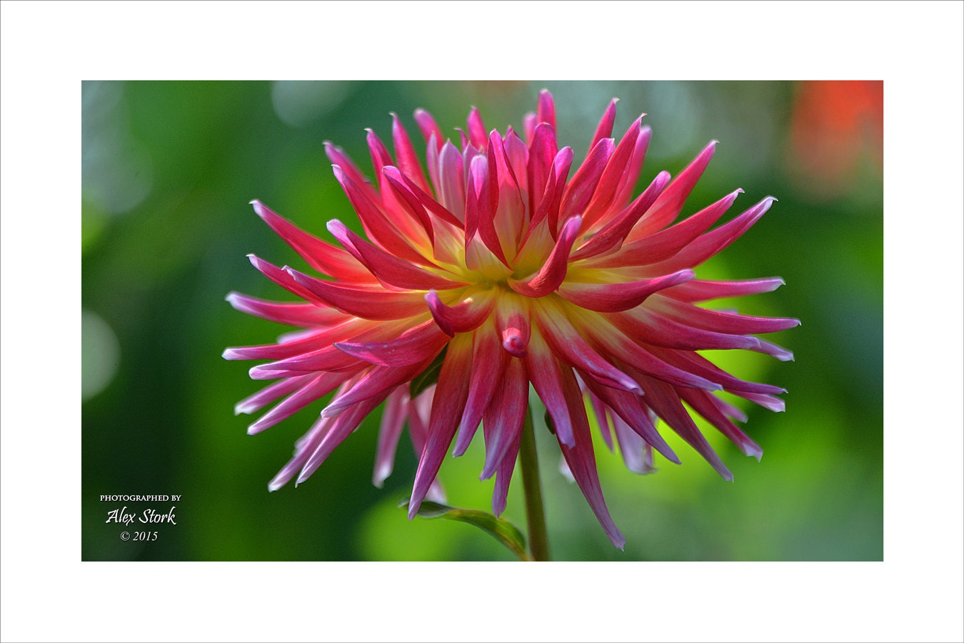 Explosive Dragonberry Dahlia Bright Colorful Wall Art