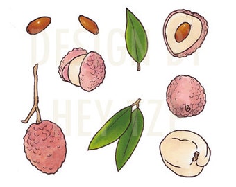 Litchi Clip Art