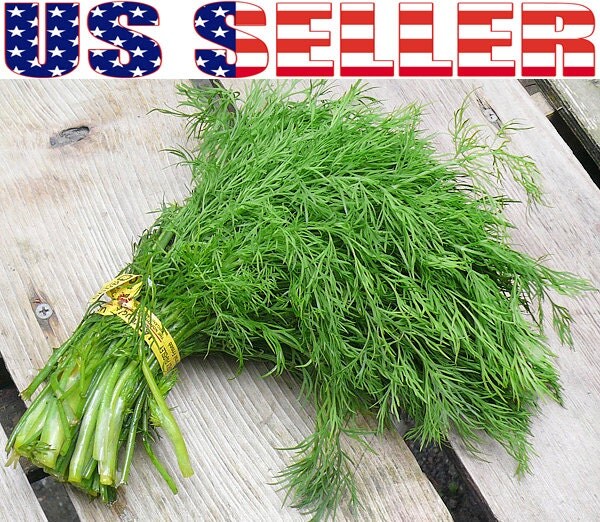 200 ORGANIC Mammoth Long Island Dill Seeds Heirloom by HarleyStore