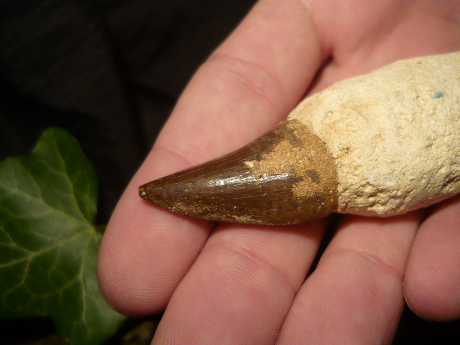 mosasaurus tooth