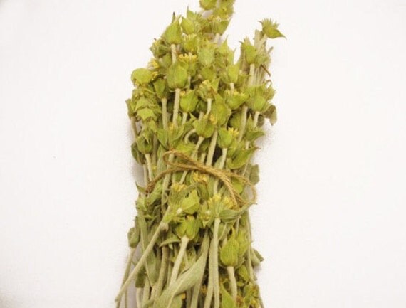 Items similar to New 100% Albanian Mountain Tea 90g ,Sideritis,Herbal