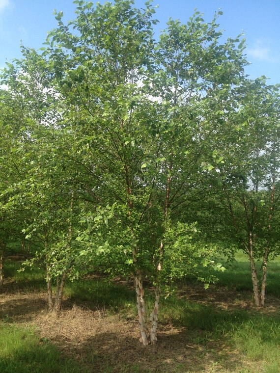 River Birch 6 Plants 4 Potted Plant 24