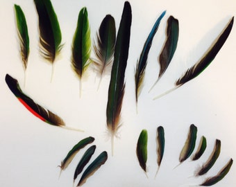 Mix of 18 Amazon & Conure Feathers