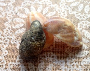 Sea Shells, Seashell Crafts, Seashell Decor, Bulk Seashells, Snail Shells, Shell Earrings, Sea Shell Jewelry, Shell Pendants, Shell Charms,