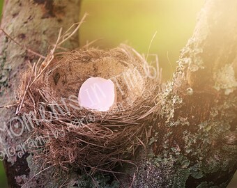Nest In A Tree Newborn Digital Background Image