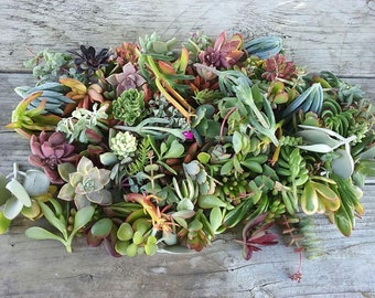 50 Succulent Cuttings