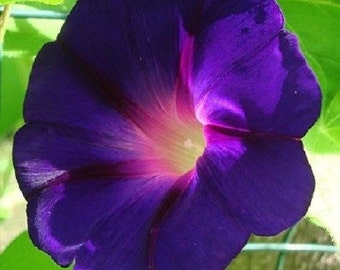 20+ Morning Glory Star of Yelta / Perennial Flower Seeds
