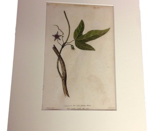 Dr. Thornton Botanical Print - Species 6 - The Cork Passion Flower - Matted Print- September 1st, 1810