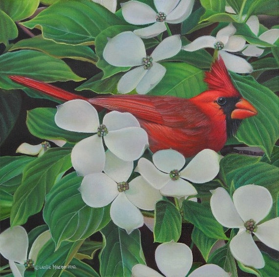 Red Cardinal bird Dogwood Blossoms white by LeslieMaconFineArt