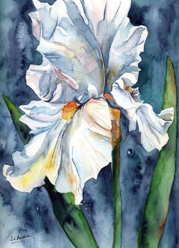 White Iris Watercolor Giclee Print Iris Art Irises Iris