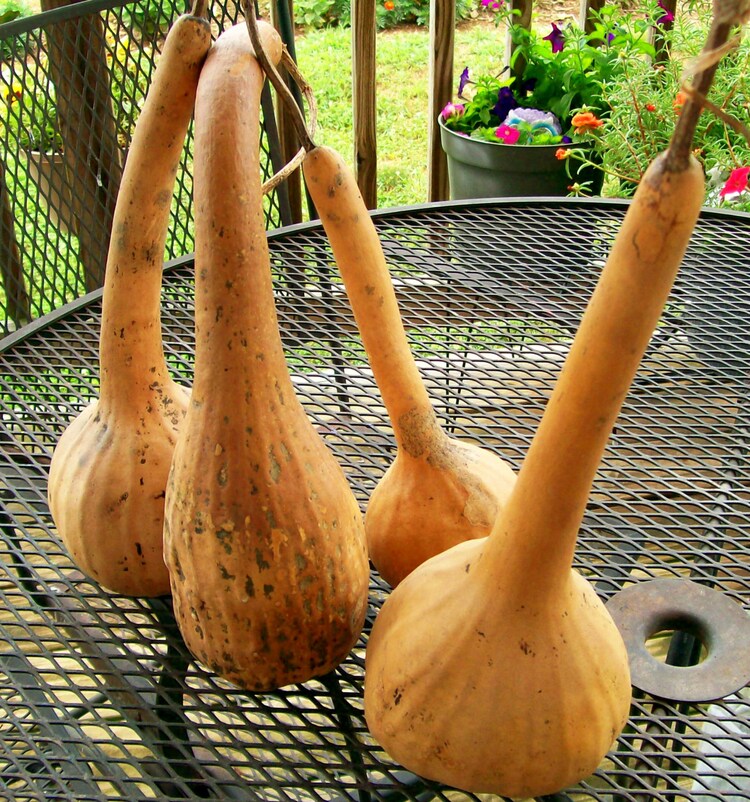 4 Plain Gourds by artsbyssc on Etsy