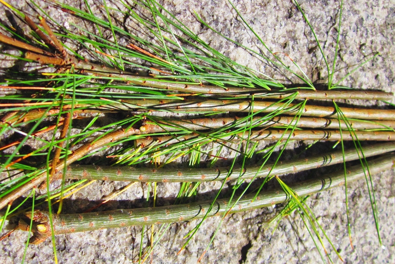 Small White Pine Sticks Evergreen Tree Sacred Wood Craft