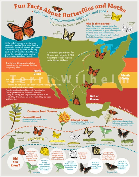 Fun Facts About Butterflies and Moths Infographic