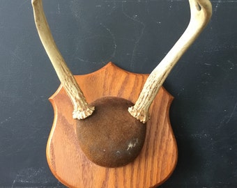 Vintage Mounted Deer Antlers