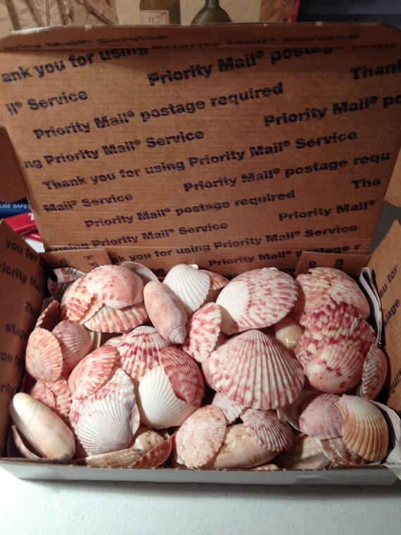 Box of Assorted Natural Sea Shells