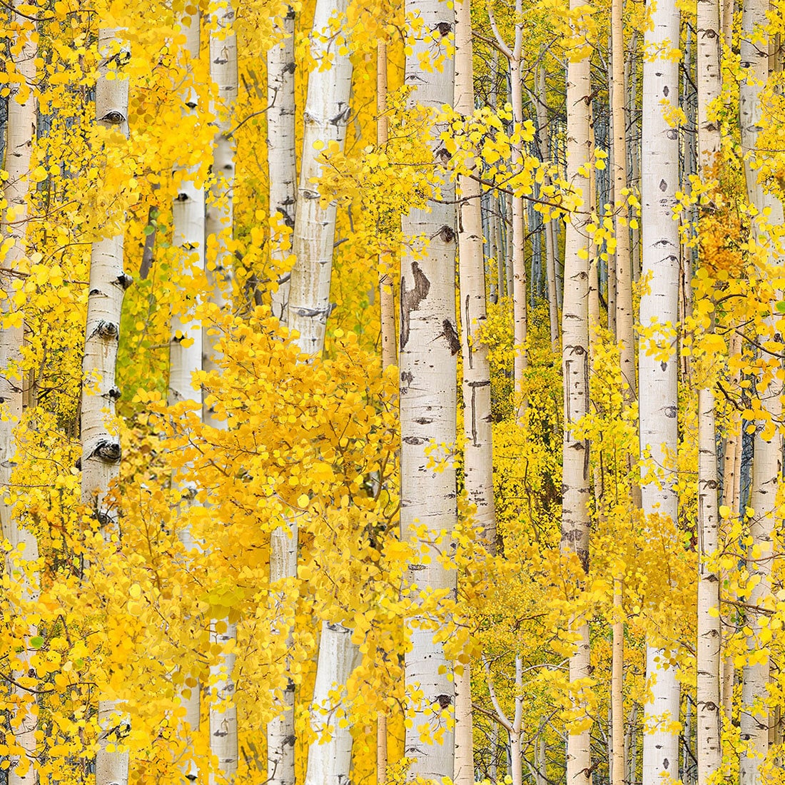 Gold Birch Landscape Medley - Elizabeth Studio - Half Yard ... Gold Birch Landscape