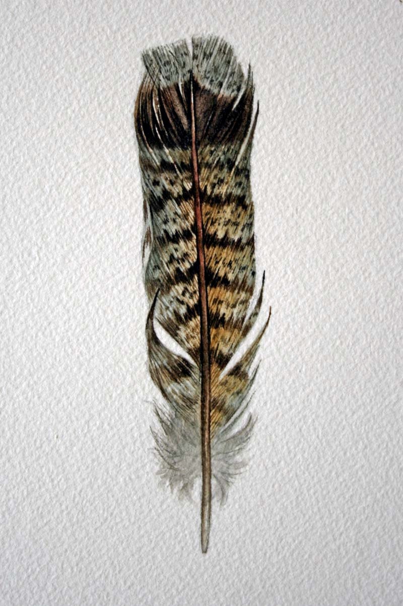 Grouse Feather Study 423 Original watercolor