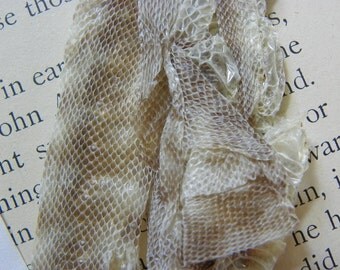 JUMBO Semi Perfect Snake Skin Shedding Shed LOT