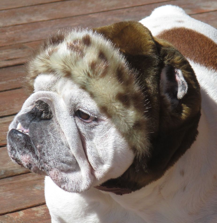 Order ENGLISH BULLDOG Faux Fur hat leopard and softest mink