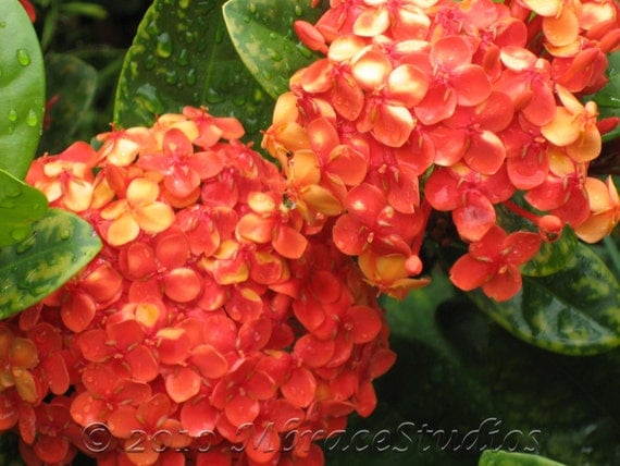 Orange Hydrangea Close-up Photography Tropical Bush Flower