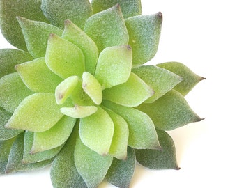 Faux succulents, succulent plant, echeveria, succulent cutting, succulent planter, succulent favor, echeveria, succulent centerpiece