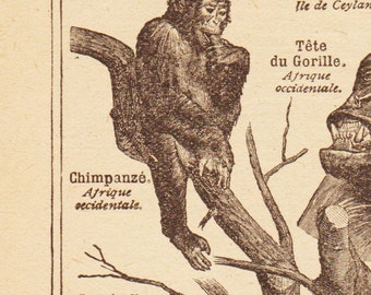 Beautiful Antique Print Encylopedia Page By Afarmhouseinfrance