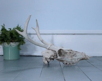 Cabin Fever...Vintage Four Point Deer Antlers with Skull, Taxidermy, Deer Horns